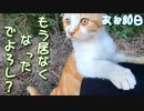 いじめっ子、天敵現る ２【野良猫の保護まであと80日】