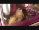 ハムマグロ