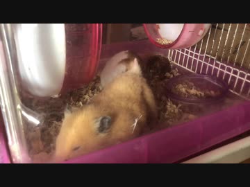 ハムマグロ