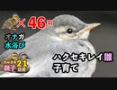 5月20日今日撮り野鳥動画まとめ　カルガモ親子21日目、3組増えて48雛□オナガ水浴び、ハクセキレイ子育て