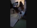 カメラに向かってくるワンコ（パピヨン）