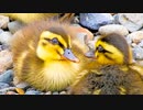 河原に置き去りカルガモ雛