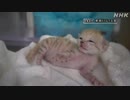 「スナネコ」の赤ちゃん誕生 国内の動物園では初 栃木 那須町