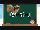 【ゆっくり解説】犬種１０：シーズー