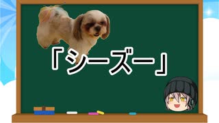 【ゆっくり解説】犬種１０：シーズー