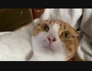 猫エンジン