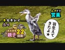 5月21日今日撮り野鳥動画まとめ　カルガモ親子22日目、キセキレイ、羽折れハクセキレイ