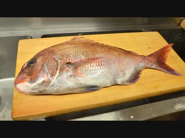 寿司職人による真鯛の仕込みから握りまで〜How To Make Red sea bream Sushi〜