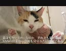 オス三毛猫、猫のクセがすごくなる