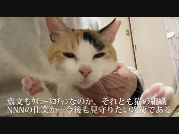 オス三毛猫、猫のクセがすごくなる