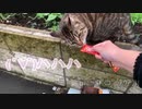 【うるん】猫にチュールをあげて自分もチュールを食べる奇行ｗ