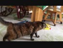 甘えんぼみーさん
