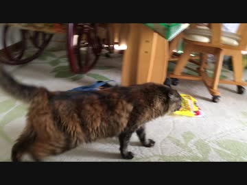 甘えんぼみーさん