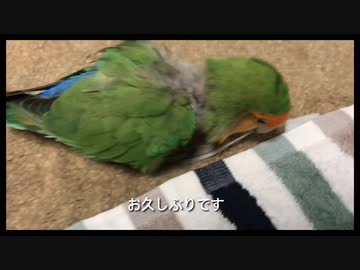 １６歳になったインコ