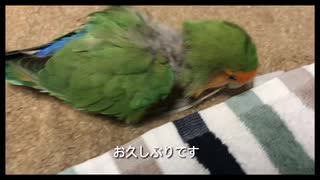 １６歳になったインコ