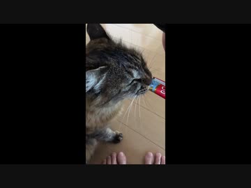 【ASMR風】ちゅーるを食べる猫