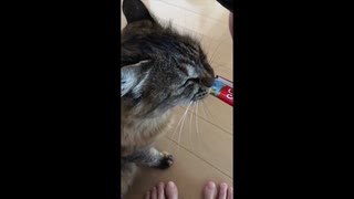 【ASMR風】ちゅーるを食べる猫