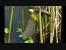 春の昆虫