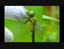春の昆虫　２