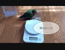 逆襲のイリヤちゃん　たかが餌箱一つ押し倒してやる( ﾟДﾟ)（コザクラインコ）