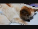すやすや寝ているワンコ（パピヨン）2