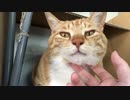無限指舐め