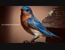 【オリジナル曲】BLUEBIRD SNATCHER