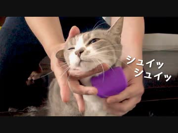【モアクリ】 日々のメンテニャンス・ブラッシングの巻