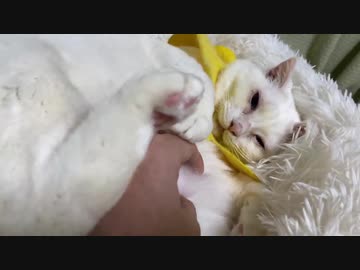 オッドアイの保護猫、その過去を寂しげに垣間見せる