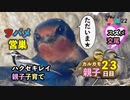 5月22日今日撮り野鳥動画まとめ　カルガモ親子23日目、ハクセキレイ子育て、ツバメ営巣、スズメ交尾
