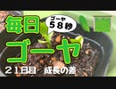 【毎日ゴーヤ】毎日５８秒でゴーヤの成長をみる動画（２１日目）