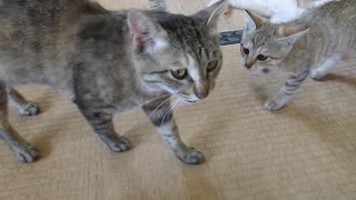 ねこねこ生活/32　おかあちゃんと子ネッコ（1）