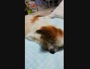 すやすや寝ているワンコ（パピヨン）3