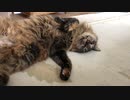 みーさんが寝てるだけ
