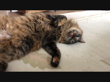 みーさんが寝てるだけ