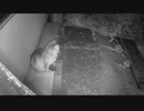 まったりタヌキ猫　2020-05-23