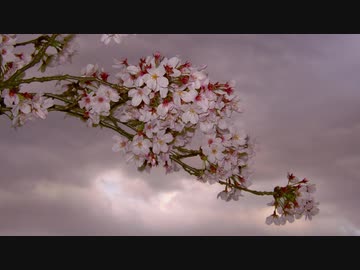 【東方自作アレンジ】一期一会【明日ハレの日、ケの昨日】