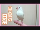 【挿し餌ルーティン】おもちの日常 Javasparrow