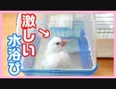 【水浴び】文鳥の水浴びに最適な商品を紹介します