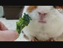 【モルモット動画】飼い主からブロッコリーを奪い取る