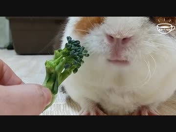 【モルモット動画】飼い主からブロッコリーを奪い取る
