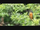 Kingfisher feat.IA / Bush Warbler 【オリジナル】