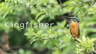 Kingfisher feat.IA / Bush Warbler 【オリジナル】