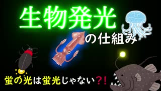 【バイオLab#4】生物発光の仕組み　蛍はなぜ光る？【ゆっくり解説】