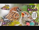 5月23日今日撮り野鳥動画まとめ　スズメの赤ちゃん✨、カルガモ親子24日目、ハクセキレイ子育て