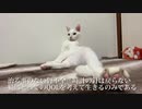 猫の宿痾・腎不全の兆候と経過について考える