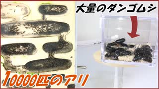 人気の ダンゴムシ 動画 126本 2 ニコニコ動画