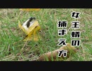 【アリの飼育記2冊目#10】女王蟻の捕まえ方【クロオオアリ結婚飛行】Flying ants day.