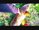 【釣り・VLOG】東京の浮間公園で鯉釣り、緋鯉を逃がす！＠旧中川と荒川ロックゲート釣行、Freebuds3の開封等おまけ動画あり♪【P30 Pro】