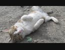ねこねこ生活/36　会社猫のチビ太